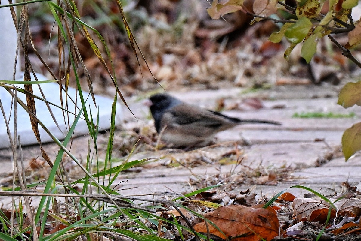 Dark-eyed Junco - ML644553686