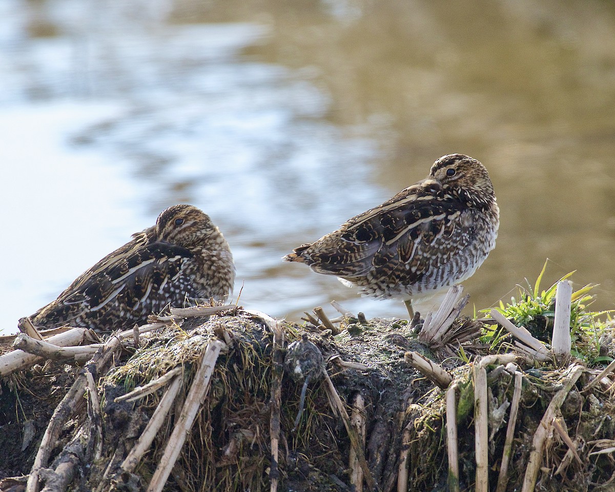 Wilson's Snipe - ML644553687