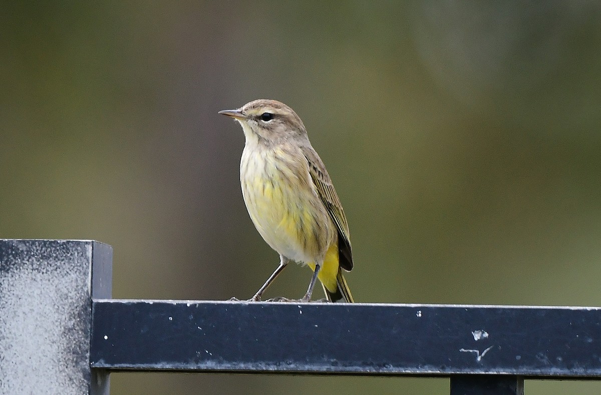 Palm Warbler (Western) - ML644553688