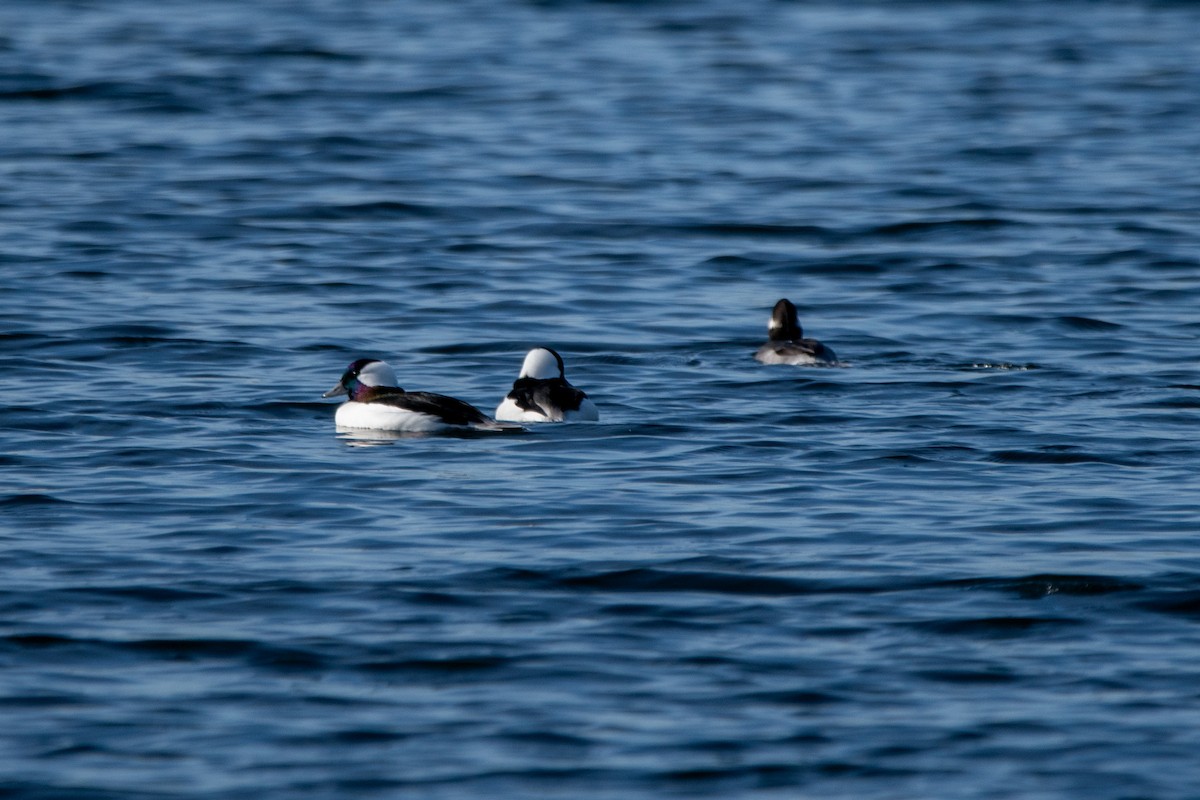 Bufflehead - ML644553689