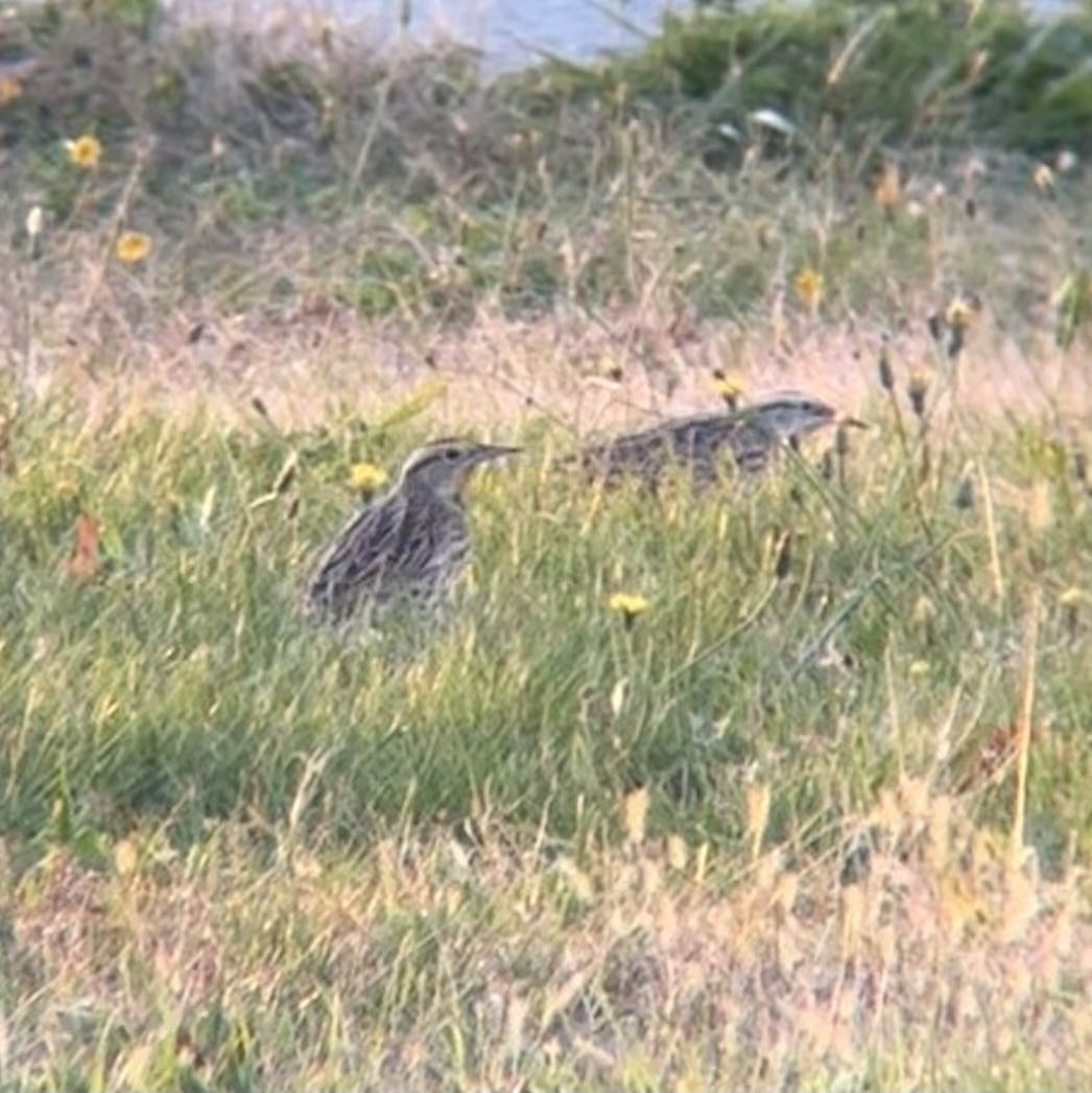 Eastern Meadowlark - ML644553692