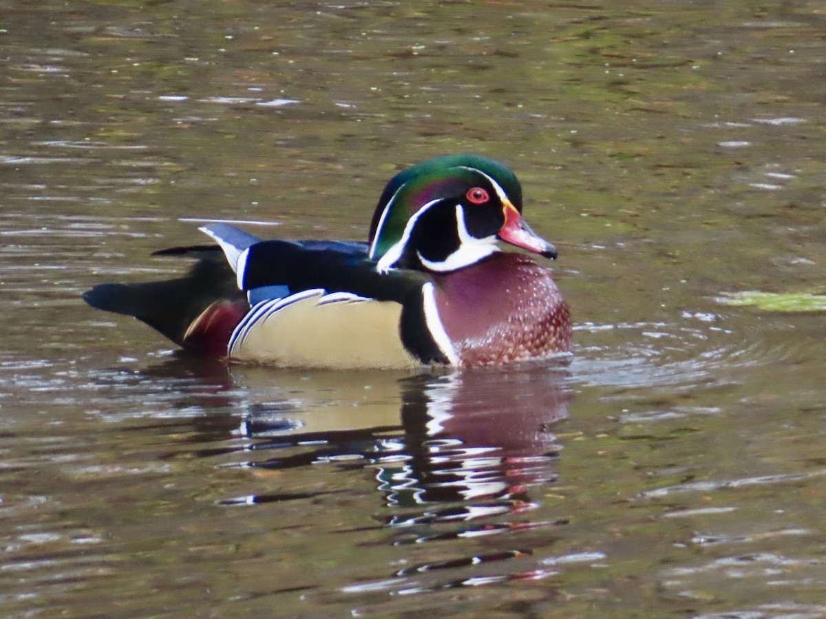 kachnička karolínská - ML644553694