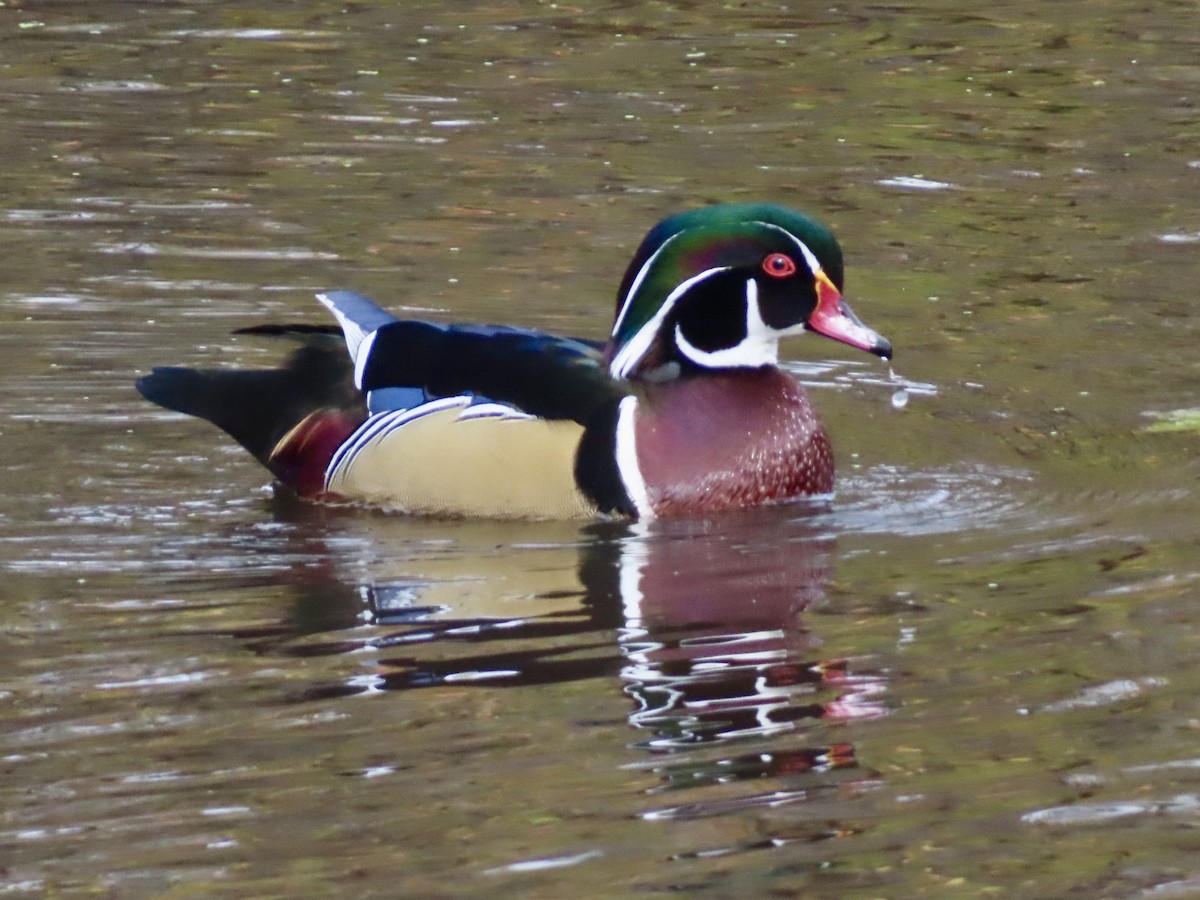 kachnička karolínská - ML644553695