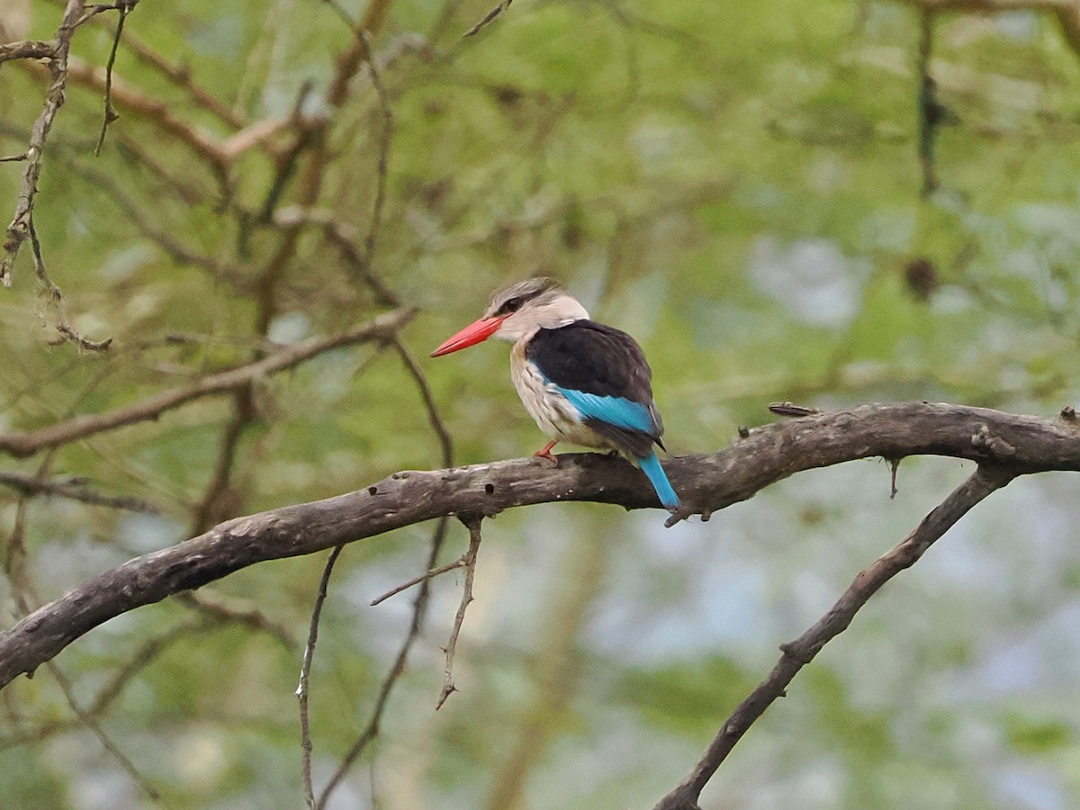 Brown-hooded Kingfisher - ML644553696