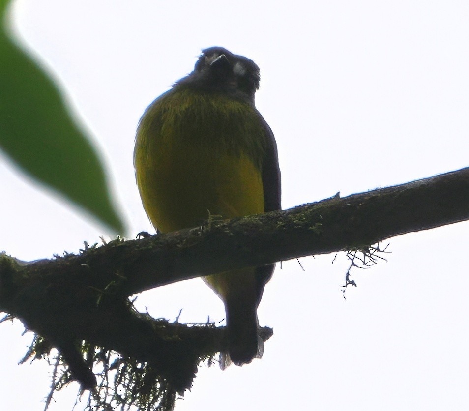 Ornate Flycatcher - ML644553698