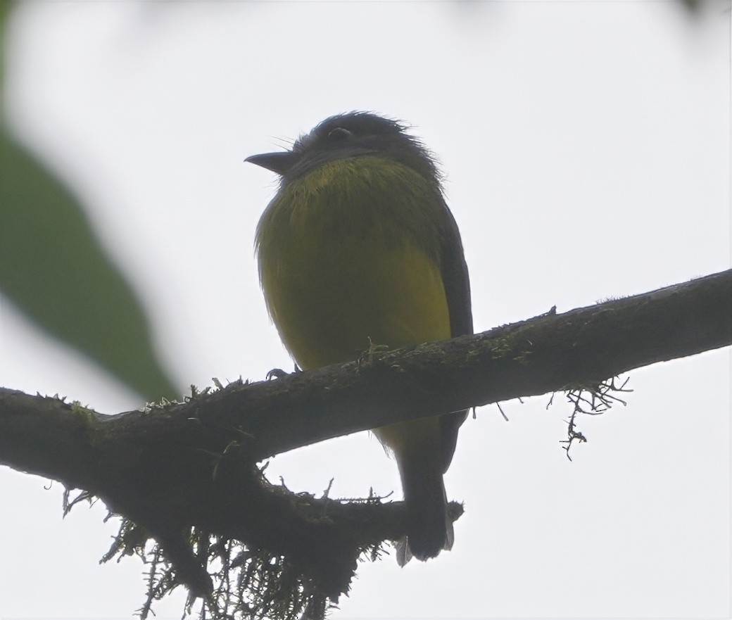 Ornate Flycatcher - ML644553699