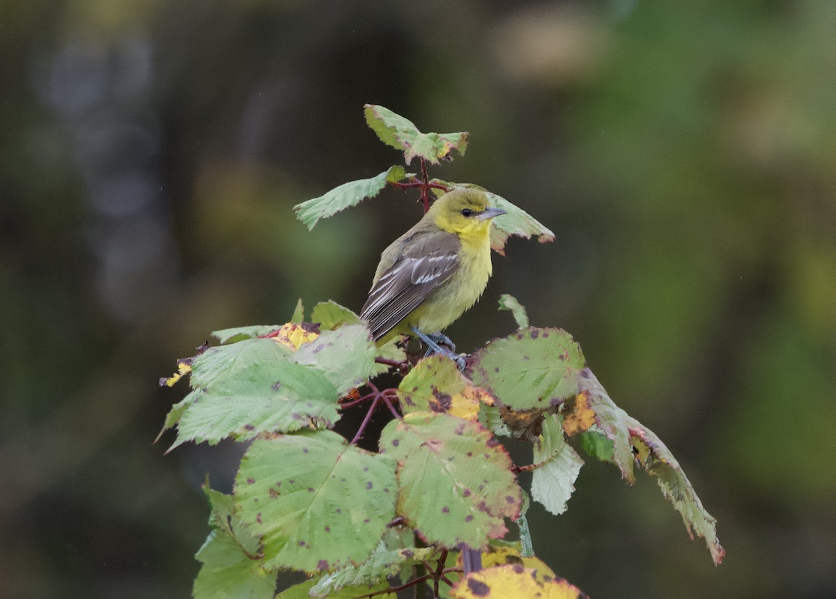 Orchard Oriole - ML644553700