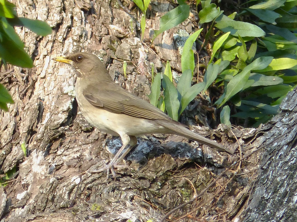 Creamy-bellied Thrush - ML644553701