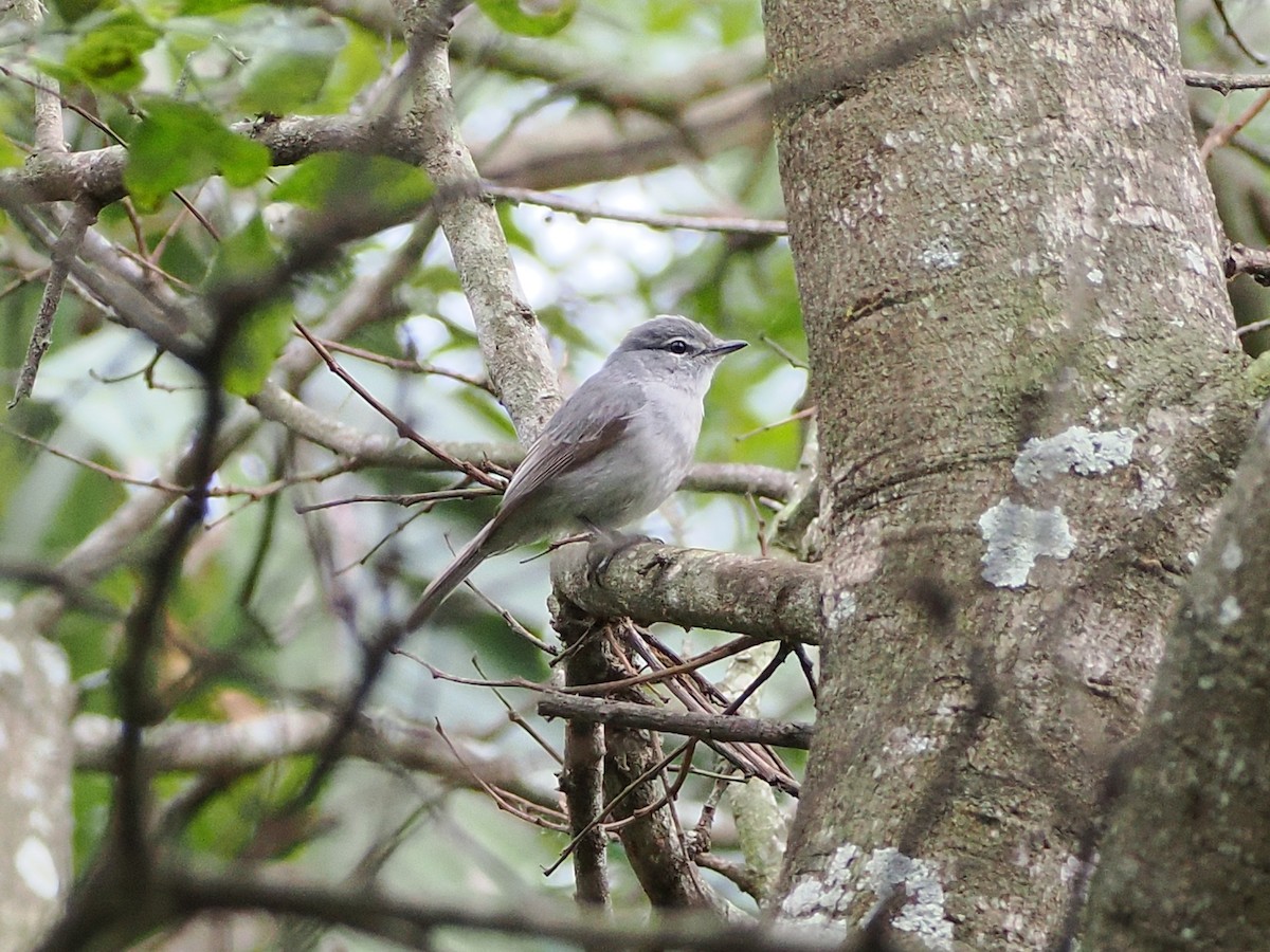 Hartlaubschnäpper - ML644553707