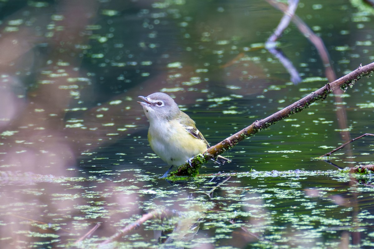 Viréo à tête bleue - ML644553713