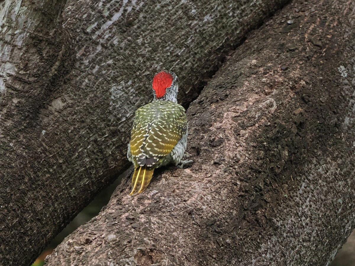 Goldschwanzspecht - ML644553718