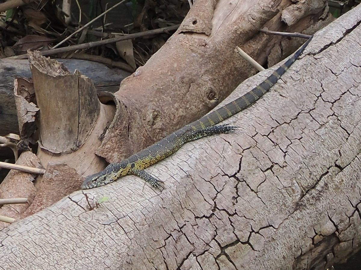 Nilwaran - ML644553740