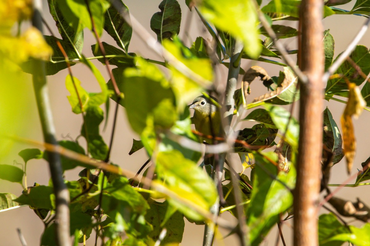 Nashville Warbler - ML644553744