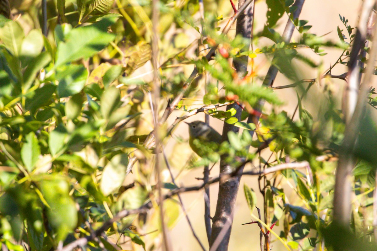 Nashville Warbler - ML644553759