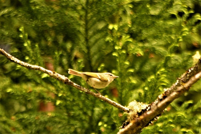 Schluchtenlaubsänger - ML644553760