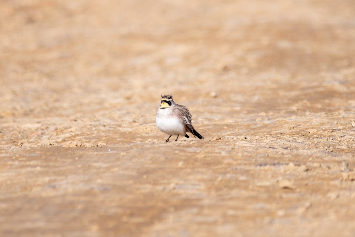 Жайворонок рогатий - ML644553768