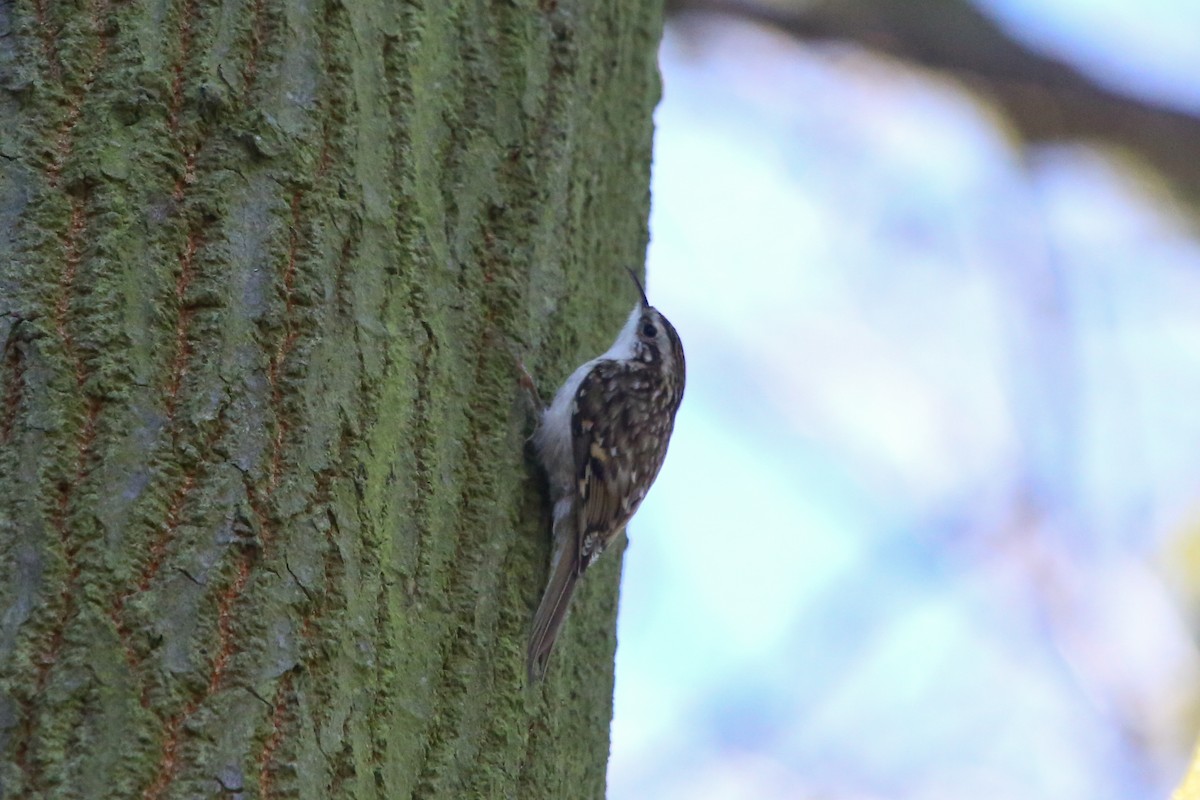 キバシリ - ML644553776