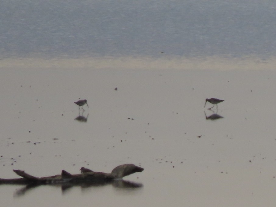 Long-billed Dowitcher - ML644553778