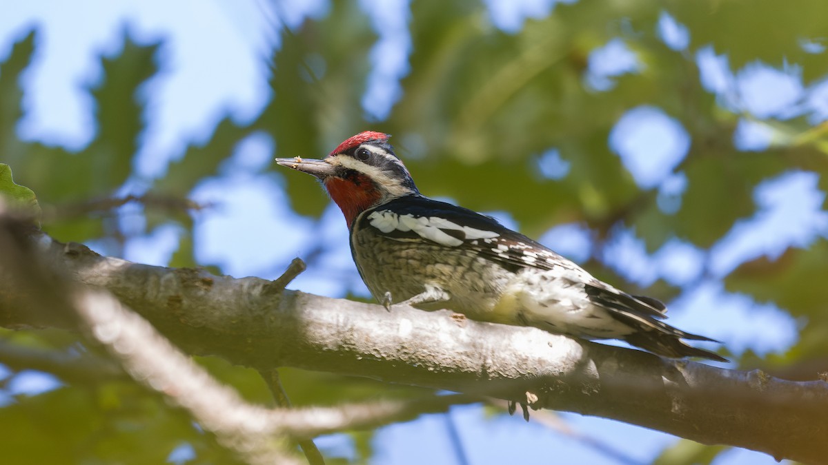 Red-naped Sapsucker - ML644553784