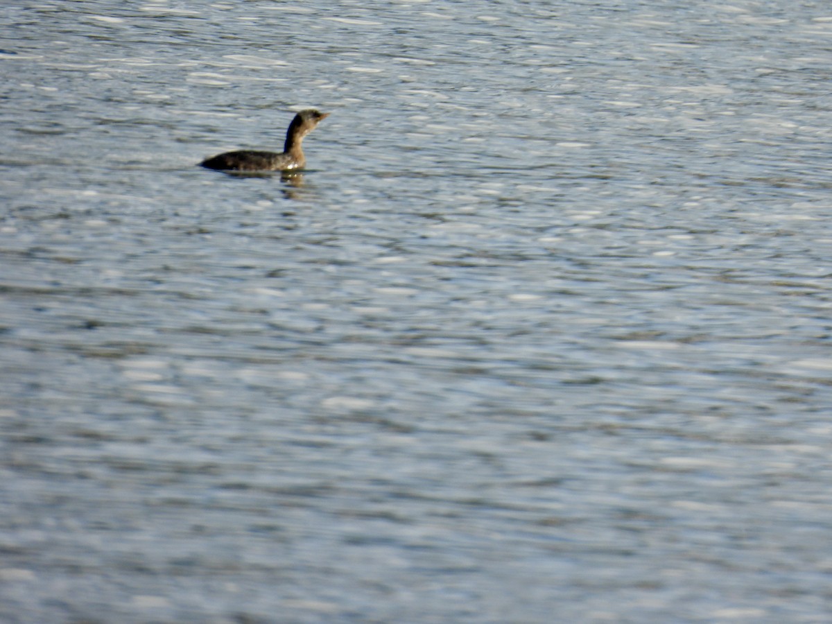 Red-necked Grebe - ML644553789