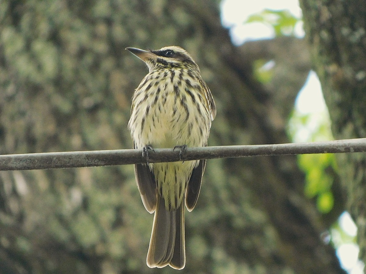 Streaked Flycatcher - ML644553790