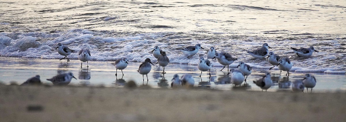 Ak Kumkuşu - ML644553792