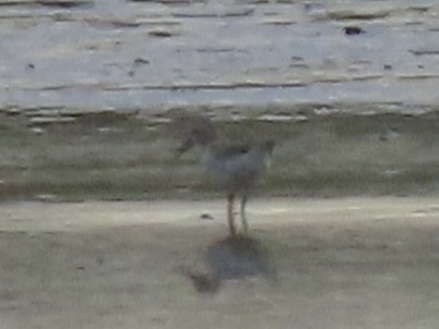 Txirri pektorala - ML644553793