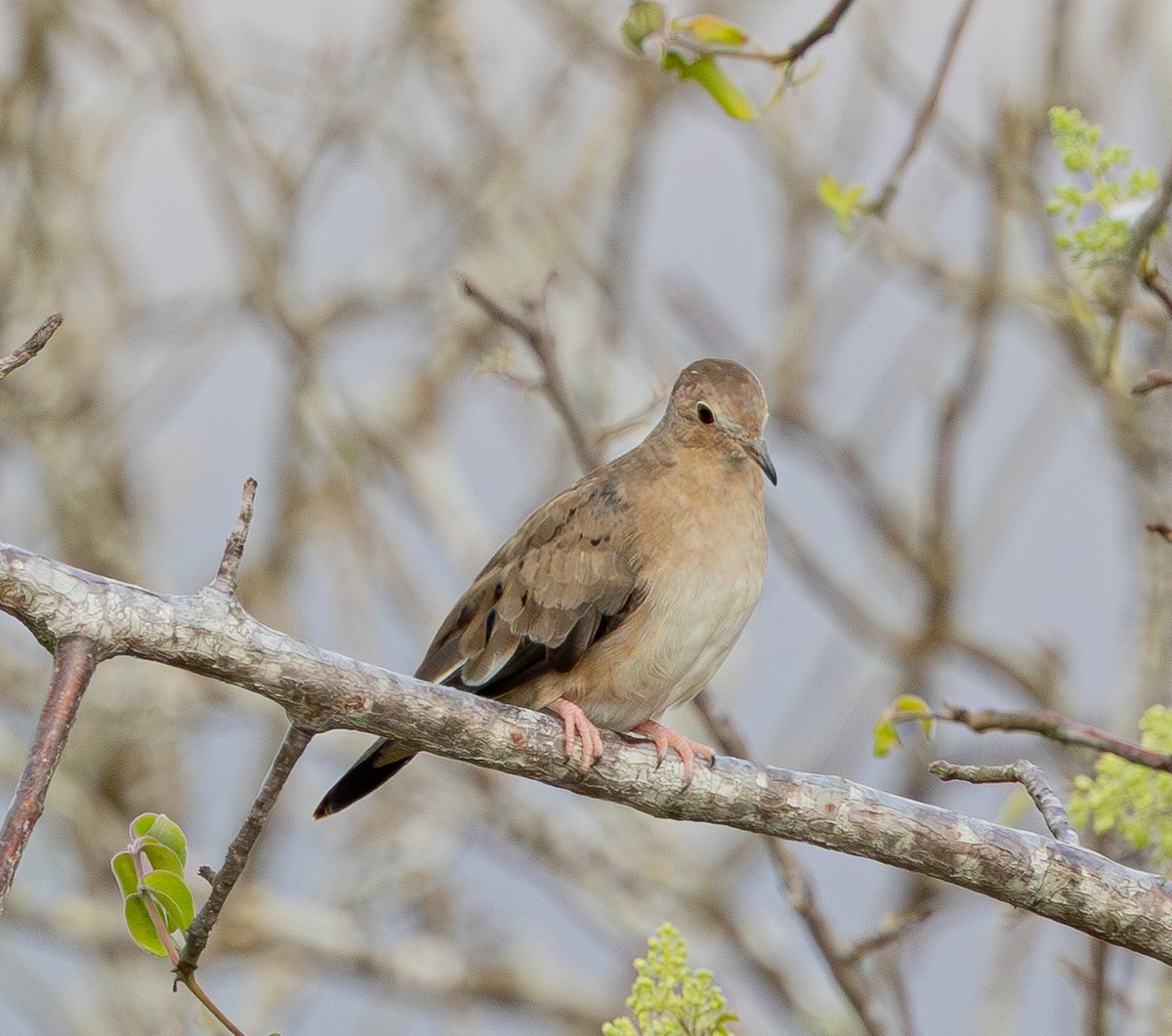 Zwergtäubchen - ML644553799