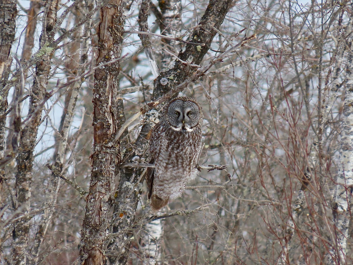 Great Gray Owl - ML644553803