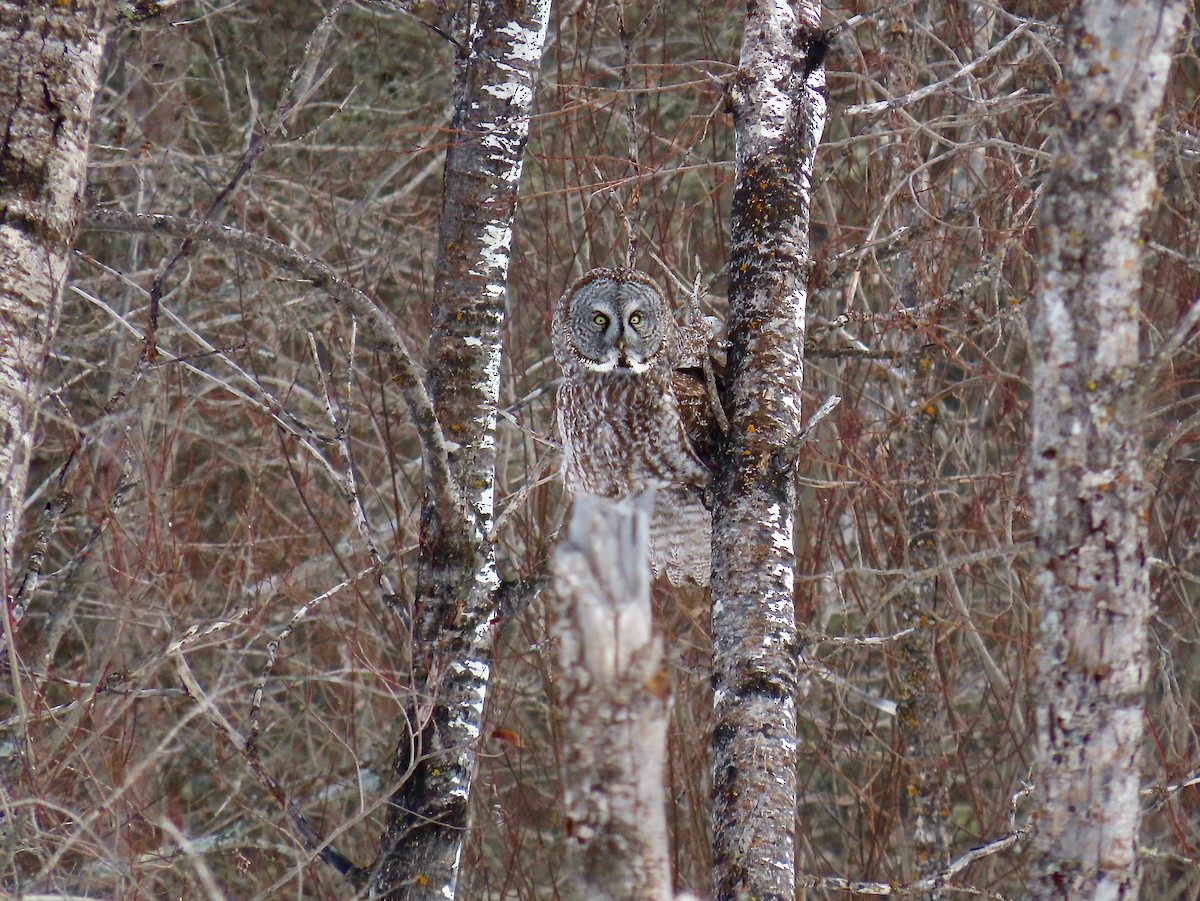 Great Gray Owl - ML644553804