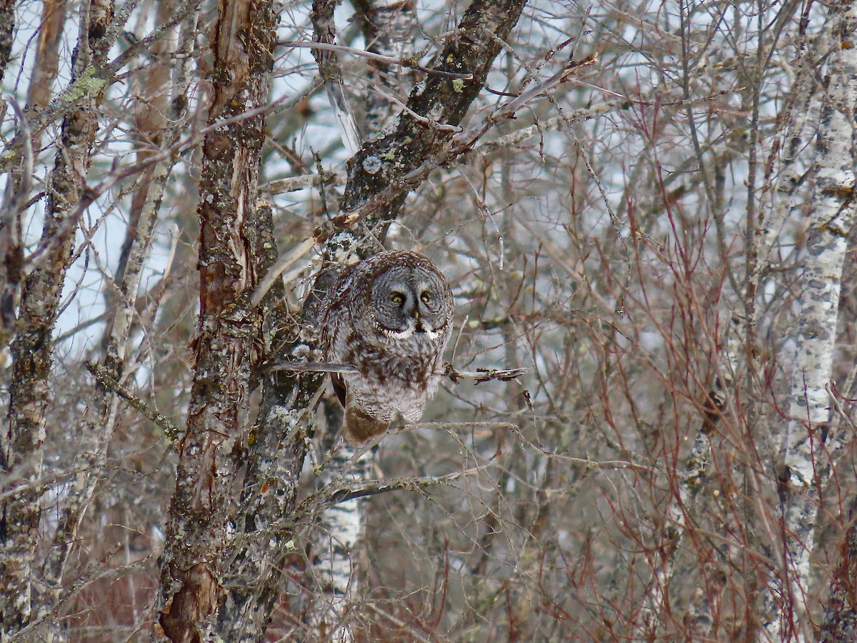 Great Gray Owl - ML644553805
