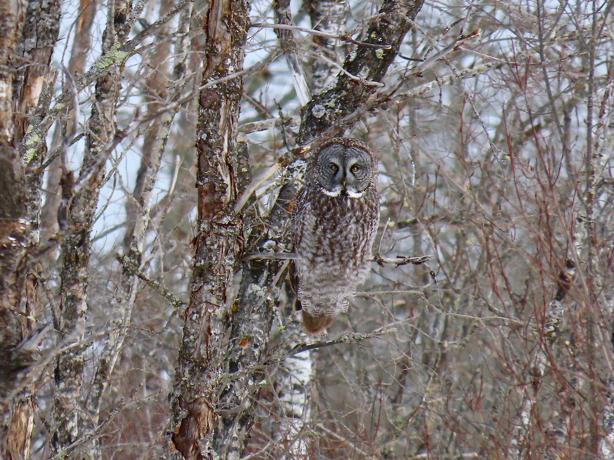 Great Gray Owl - ML644553806