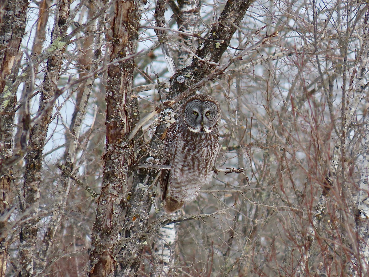 Great Gray Owl - ML644553807