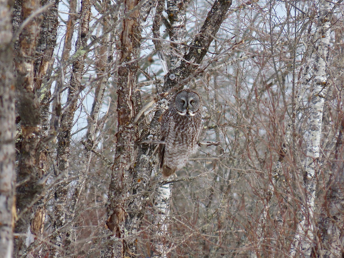 Great Gray Owl - ML644553808
