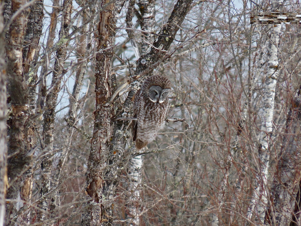 Great Gray Owl - ML644553809