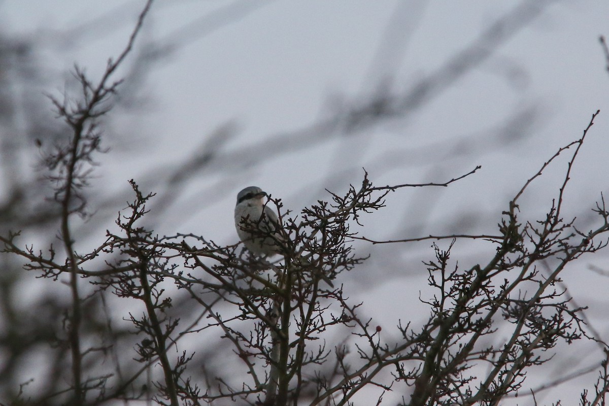 Great Gray Shrike - ML644553810