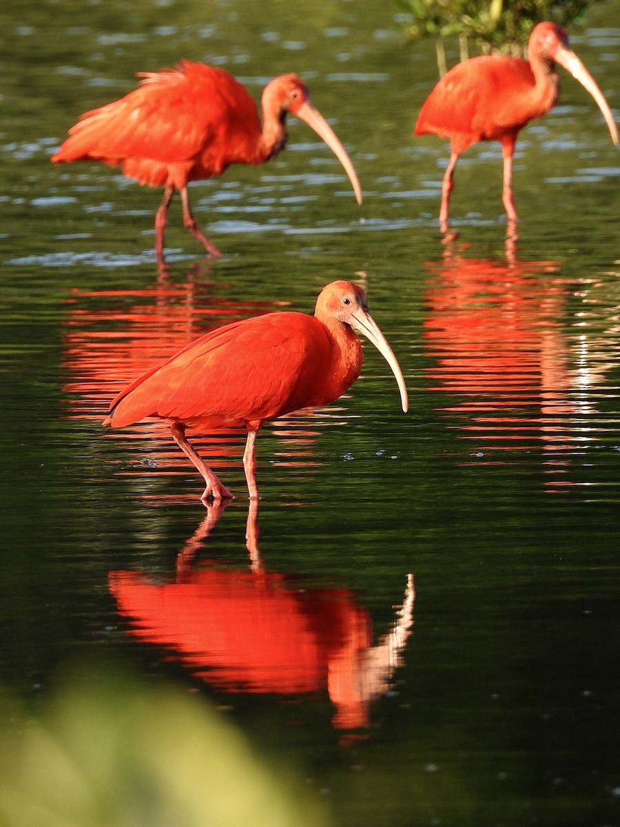 Al Aynak - ML644553812