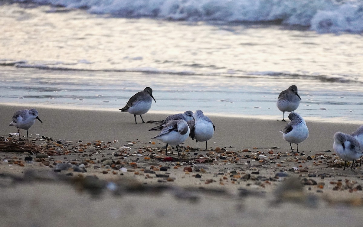 Alpenstrandläufer - ML644553813