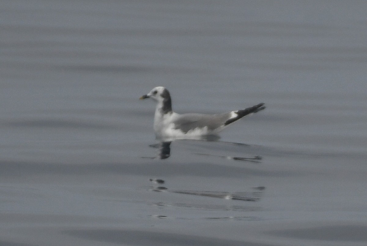 Sabine antxeta - ML644553821