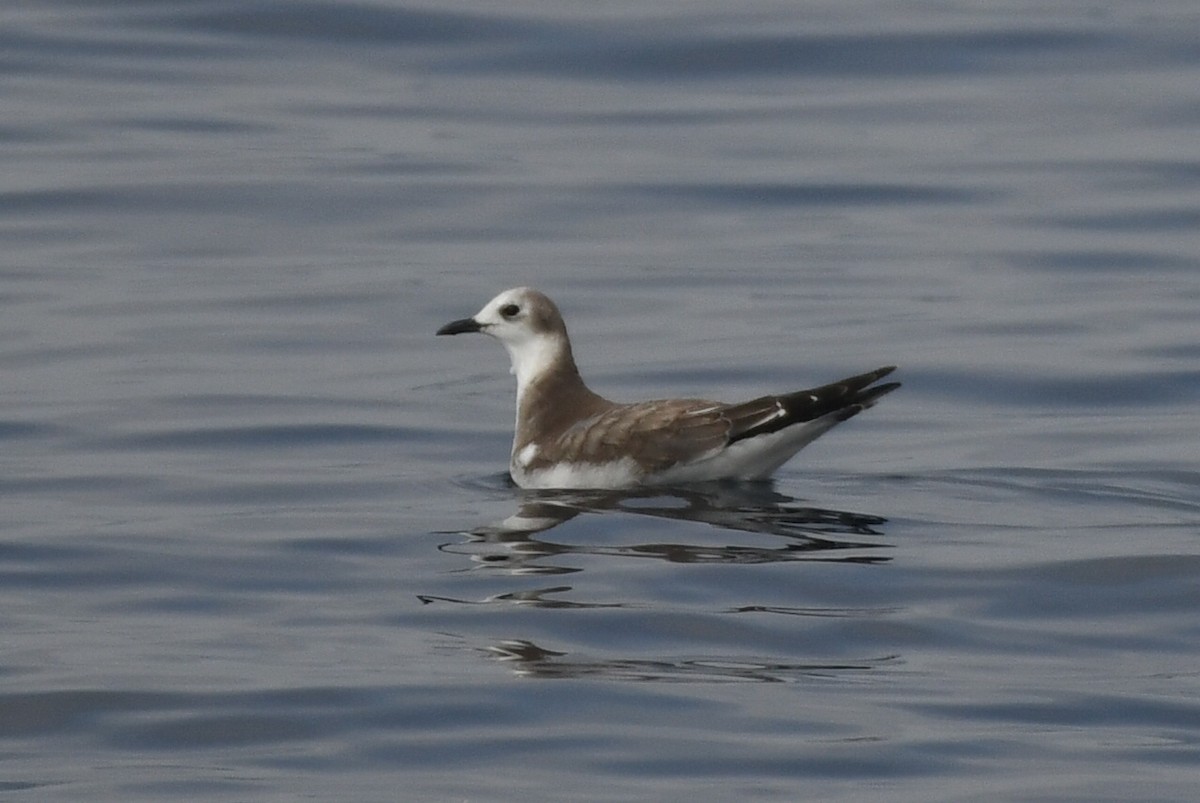 Sabine antxeta - ML644553822