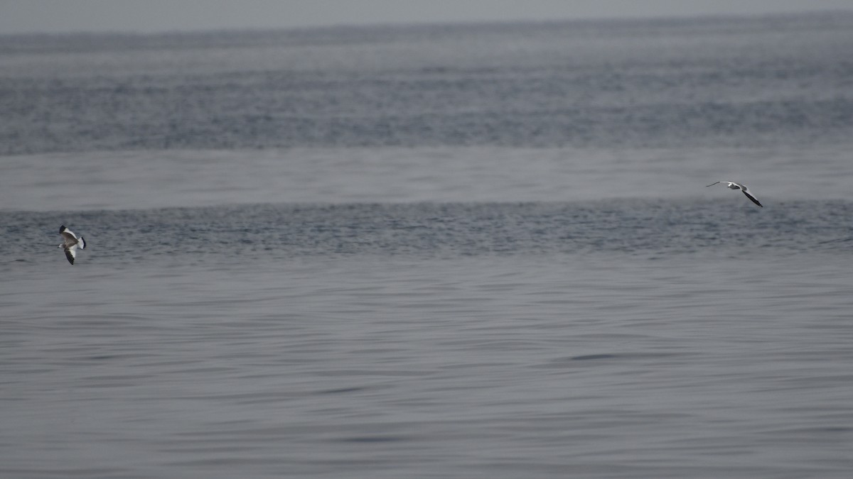 Sabine antxeta - ML644553823