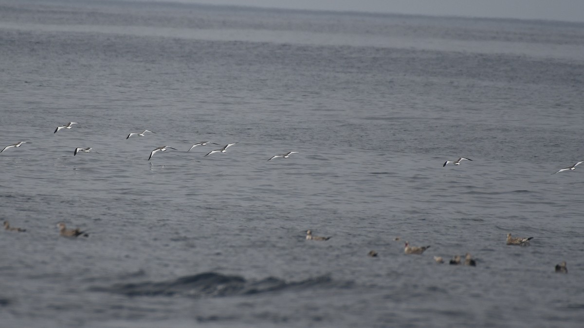 Sabine antxeta - ML644553824