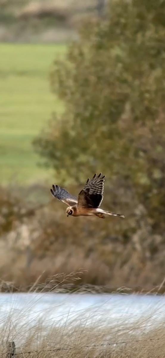 Pallid Harrier - ML644553833