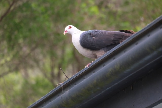 holub běloprsý - ML644553844