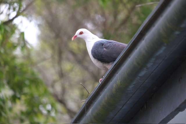 holub běloprsý - ML644553845