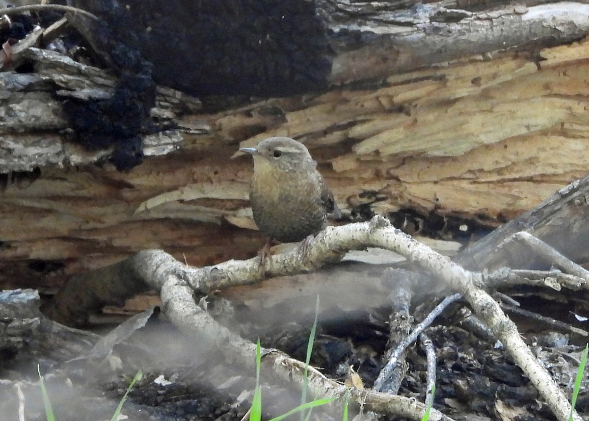 Winter Wren - ML644553848