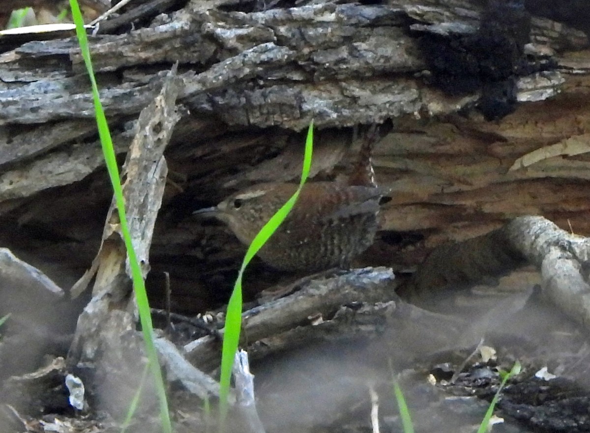 Winter Wren - ML644553849