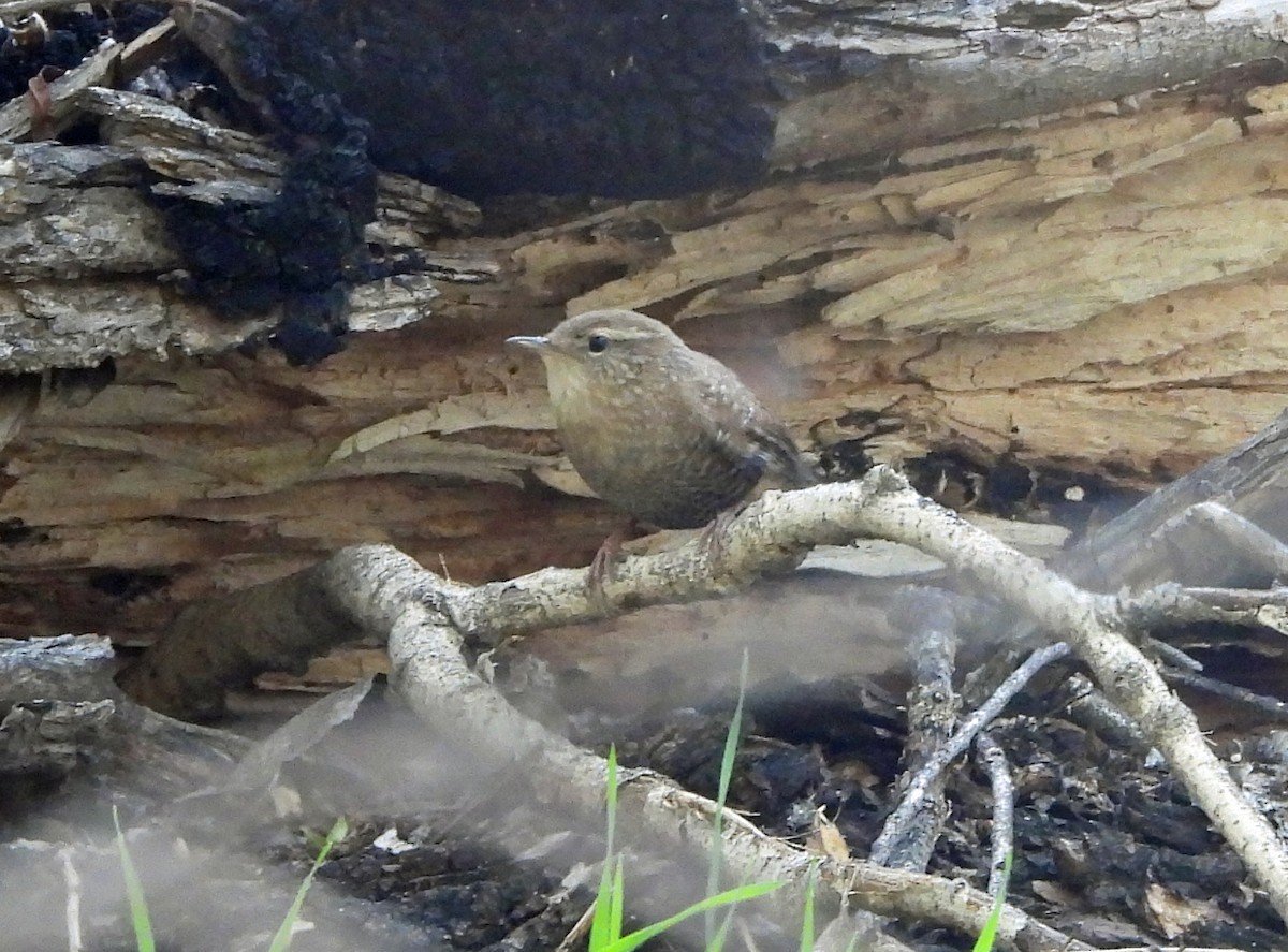 Winter Wren - ML644553850