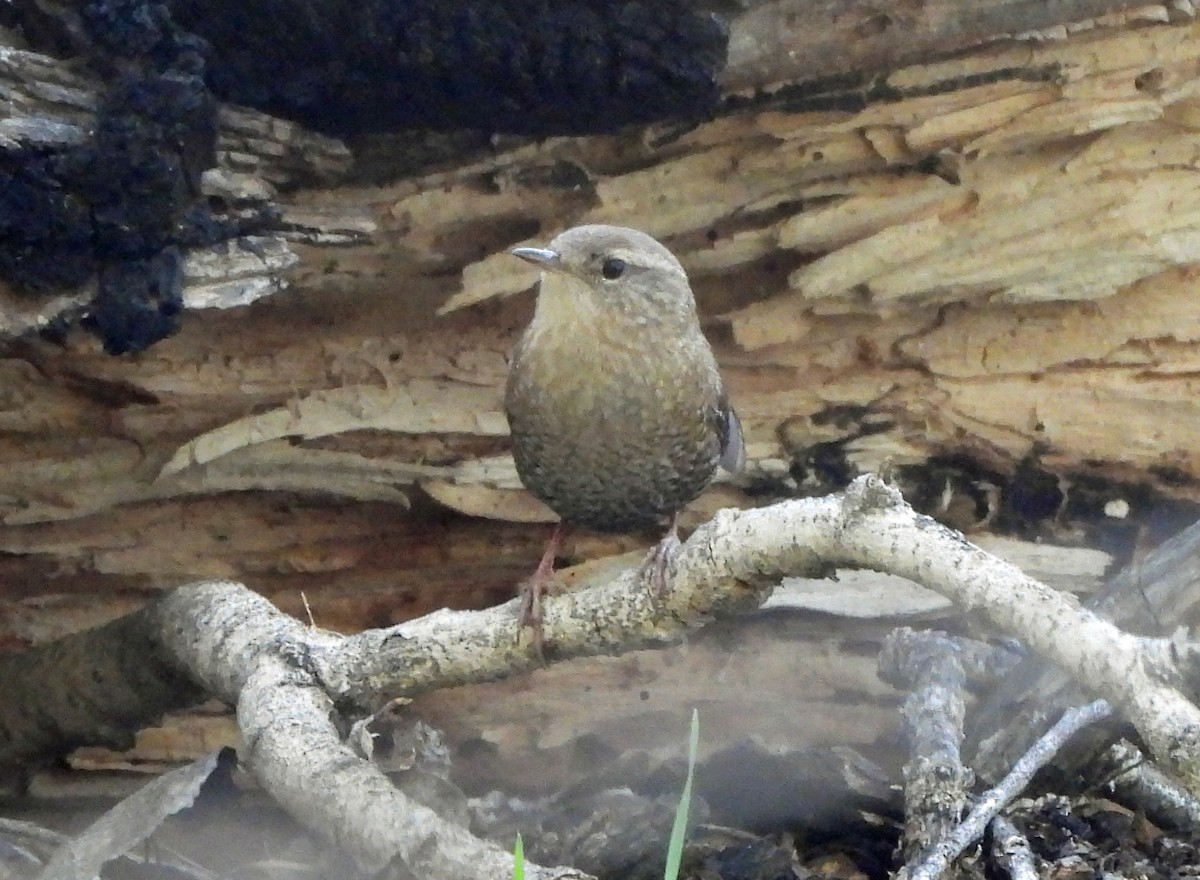 Winter Wren - ML644553851