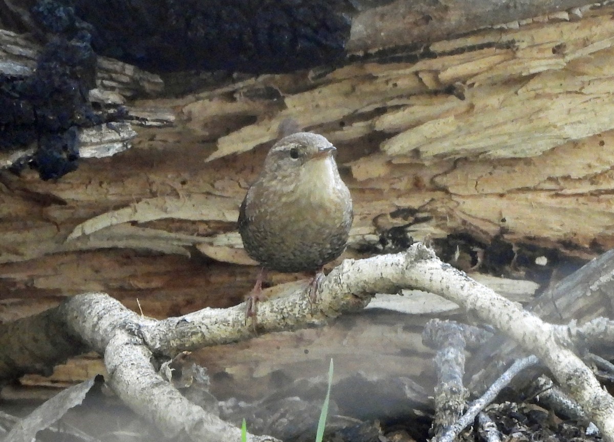 Winter Wren - ML644553852